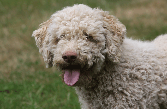 Ali2 Lagotto Kennels
