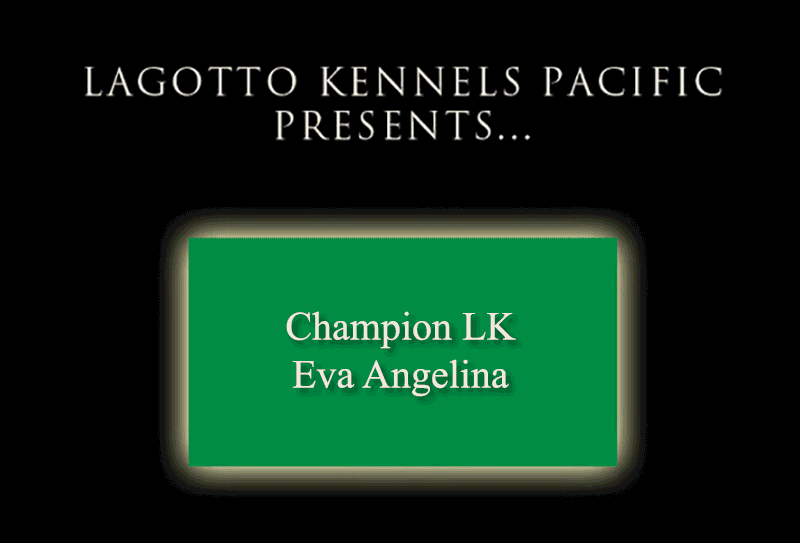 Champion Eva Angelina Lagotto Kennels 