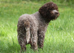 Lagotto-colours-1 - Lagotto Kennels